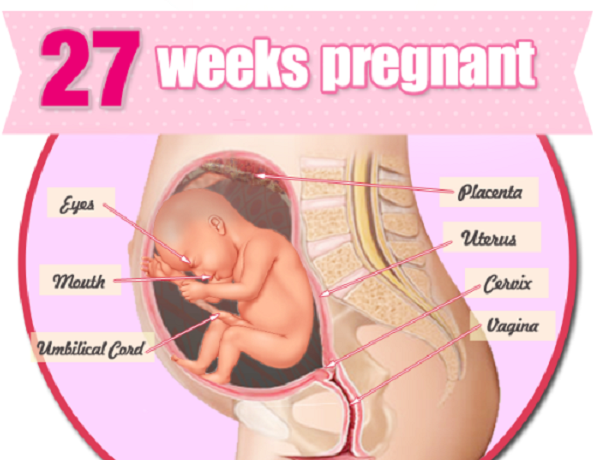 Sự phát triển của thai nhi 27 tuần tuổi